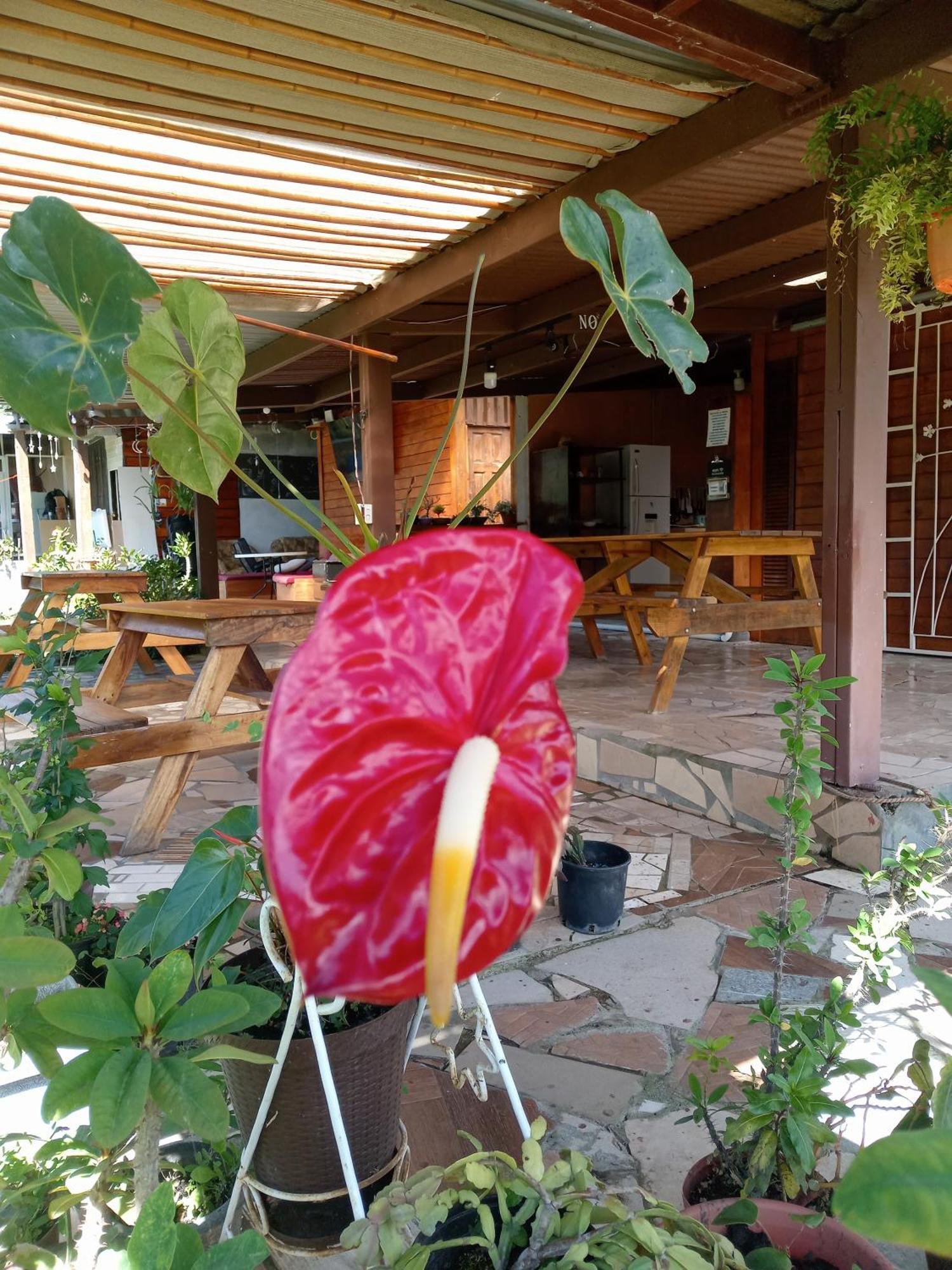 Hostal Vista Boquete Bajo Boquete Zewnętrze zdjęcie